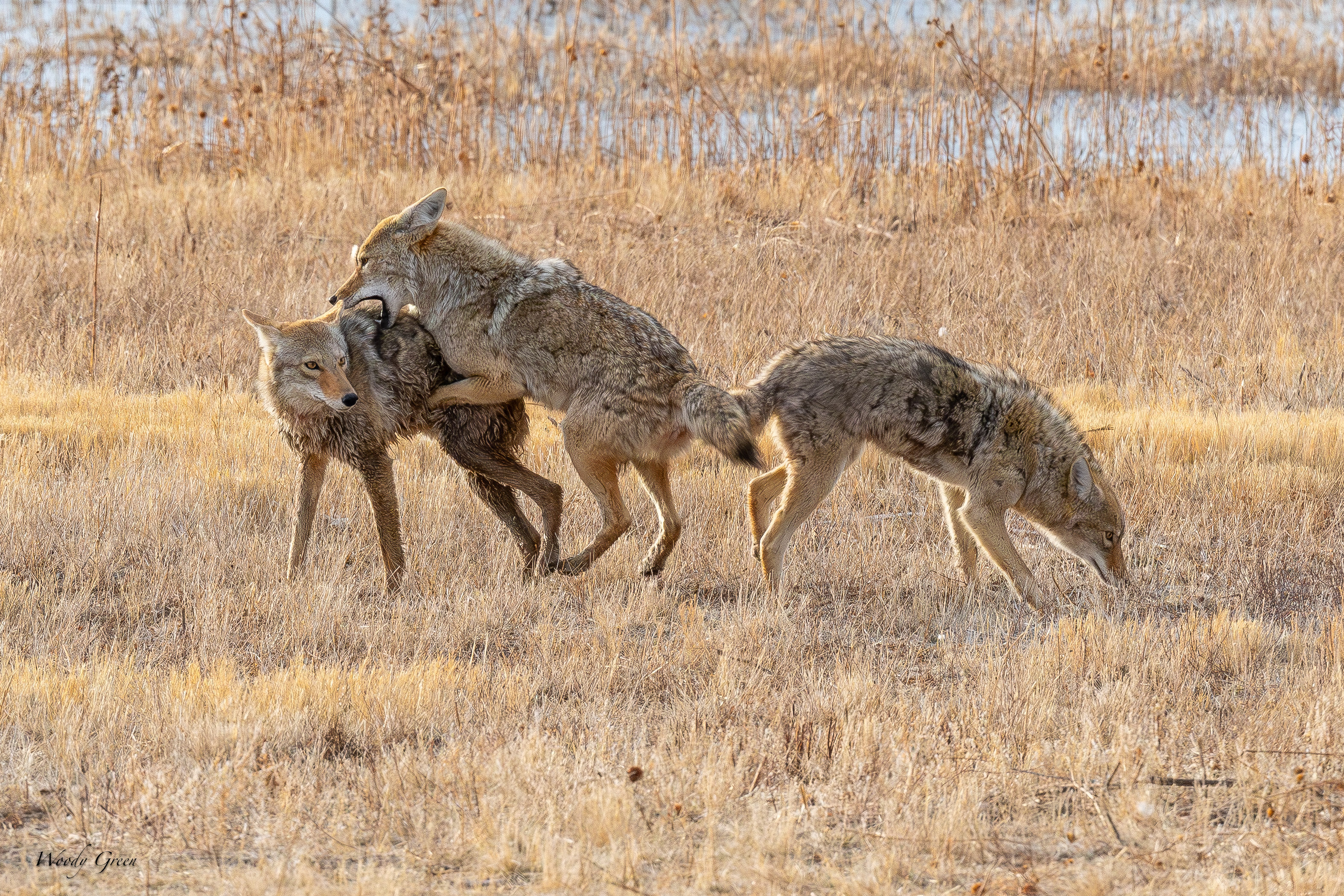 CoyotePlay-249.jpg