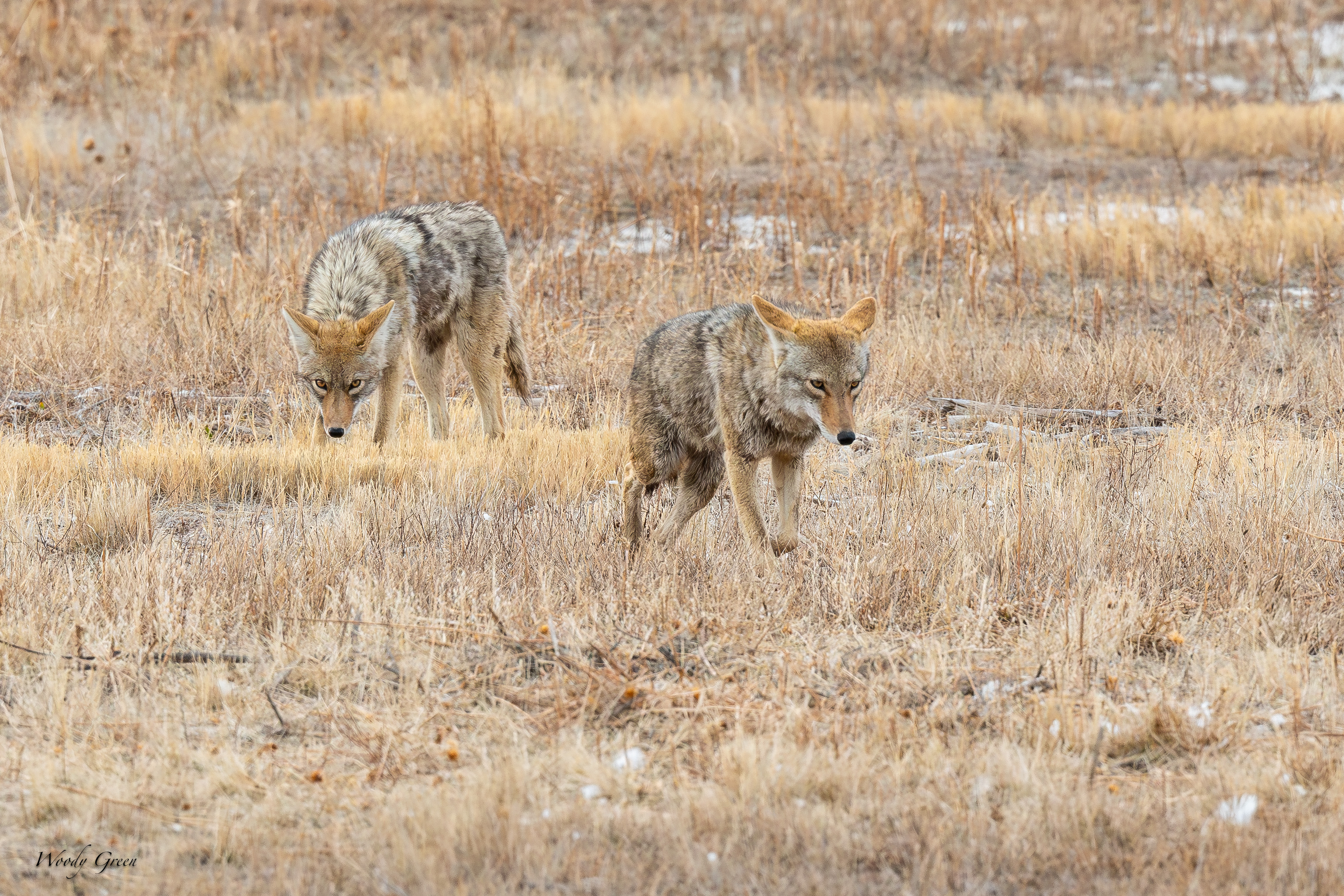 CoyotesSerious-246.jpg