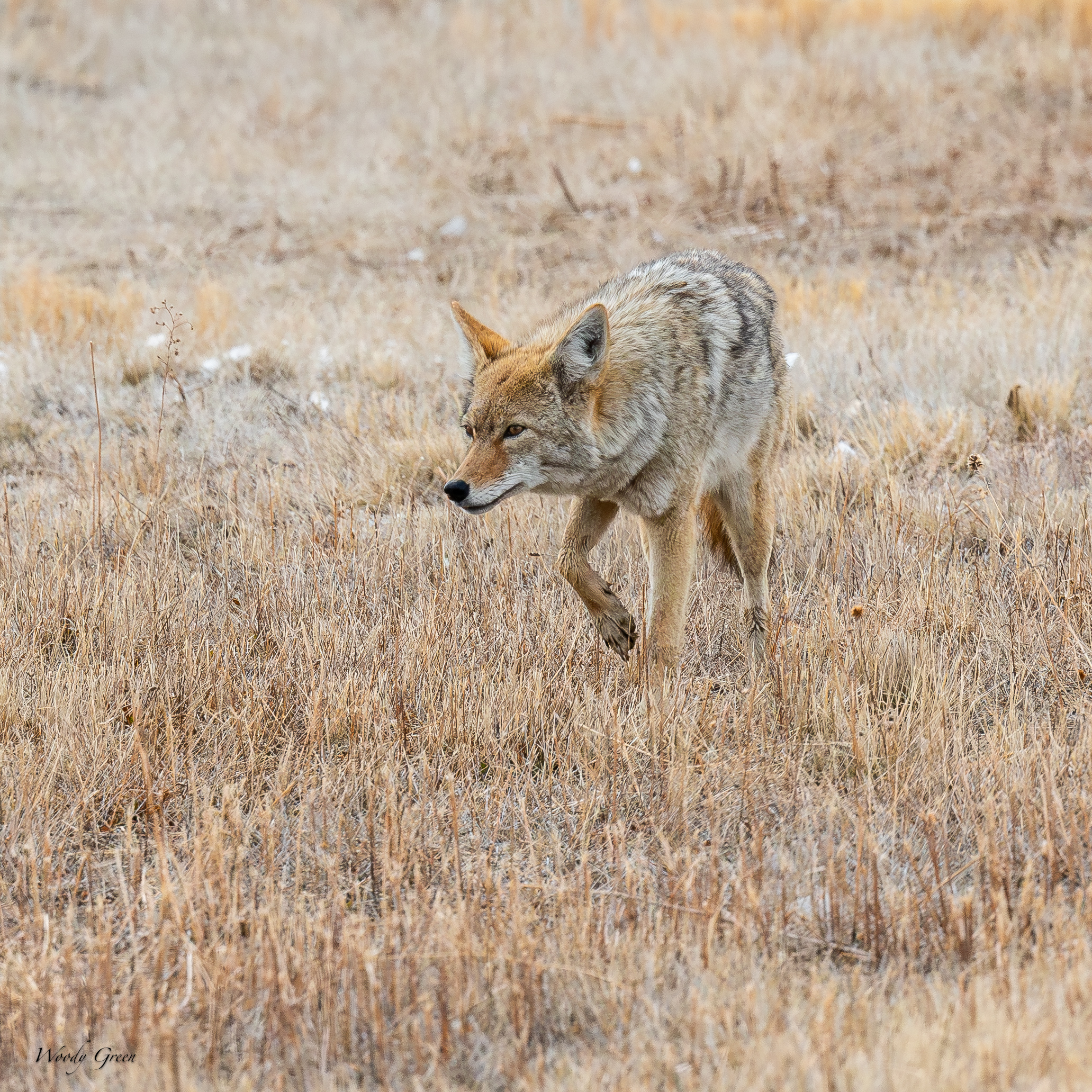 CoyotesSerious-248.jpg