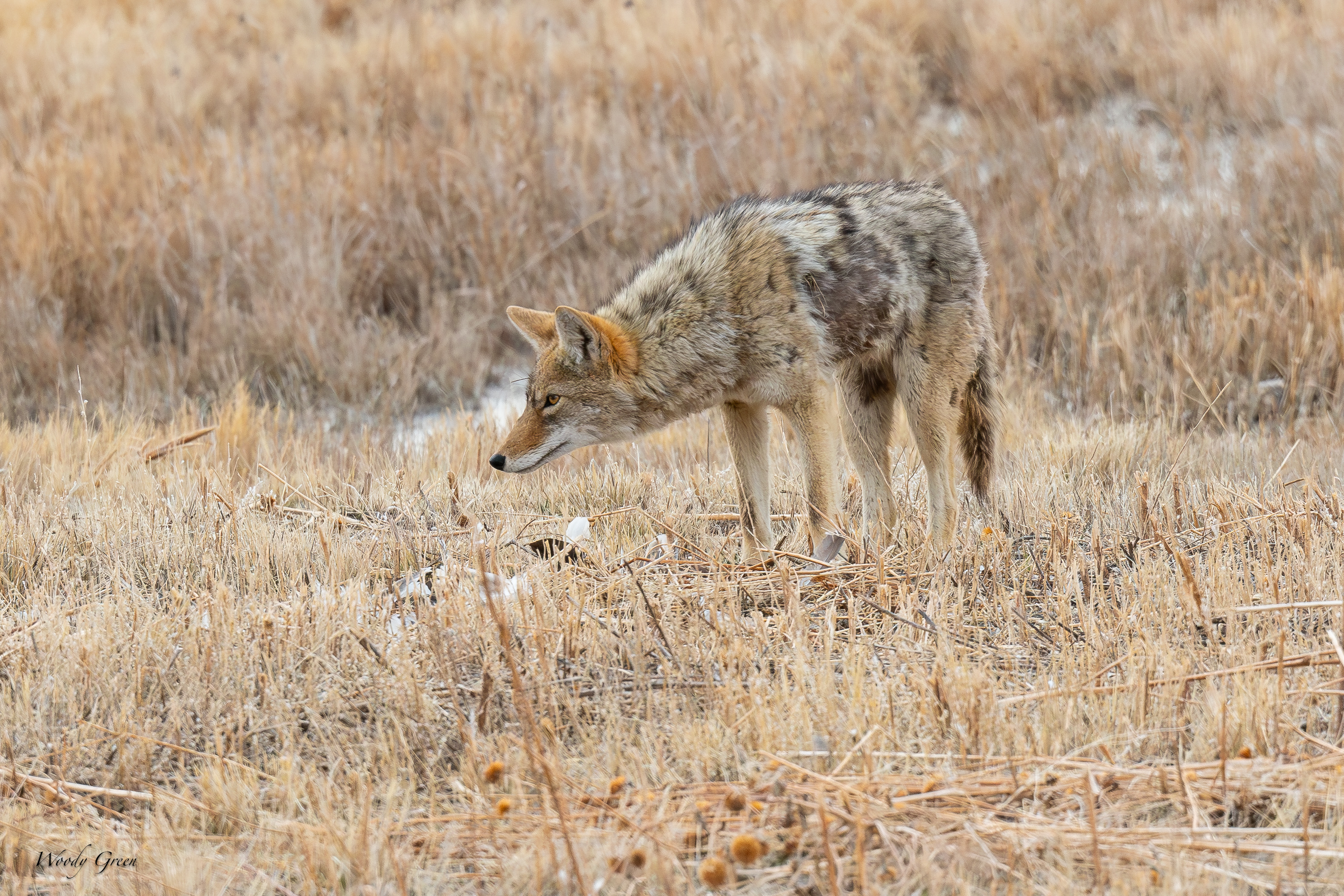CoyotesSerious-249.jpg