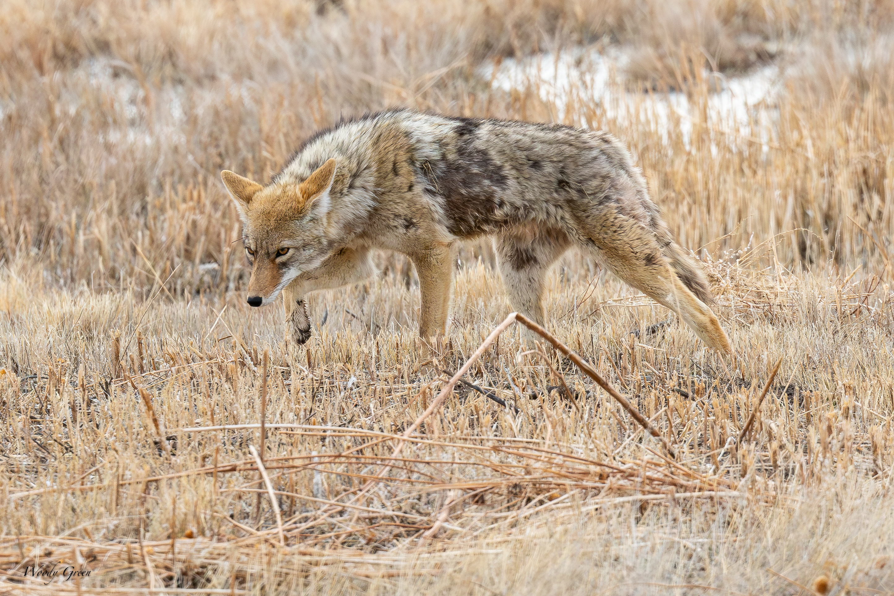CoyotesSerious-250.jpg