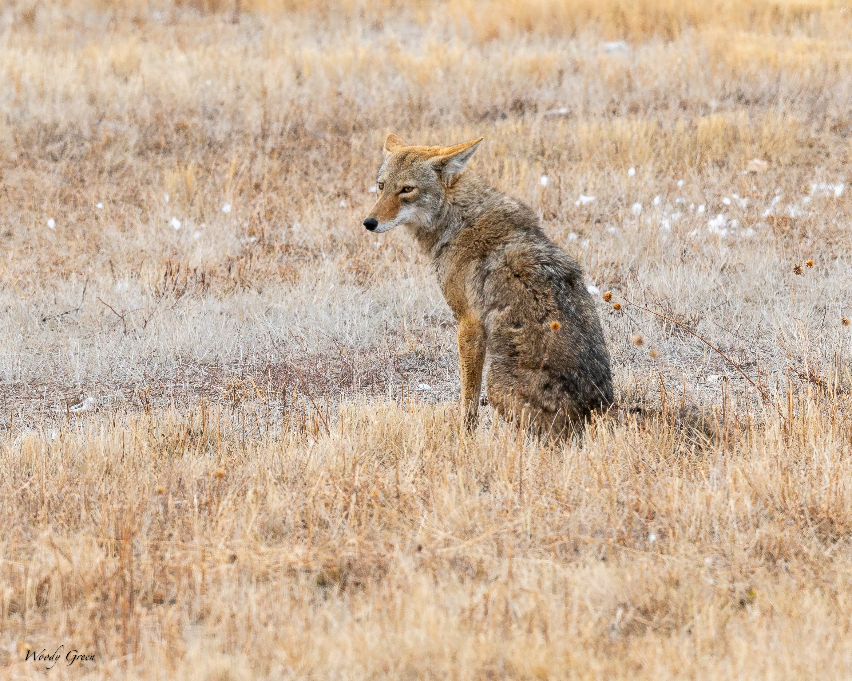 CoyotesSerious-251.jpg