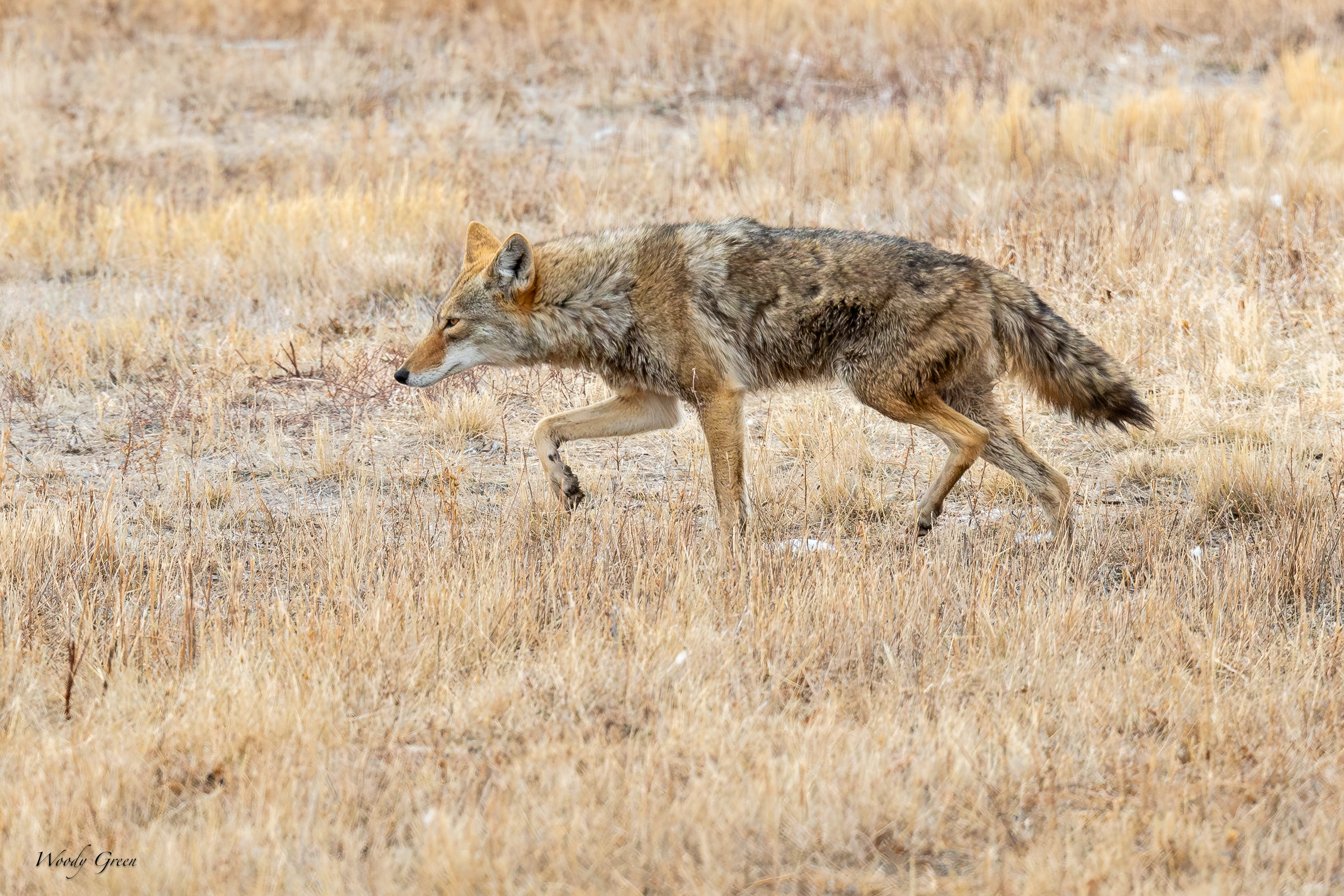 CoyotesSerious-252.jpg