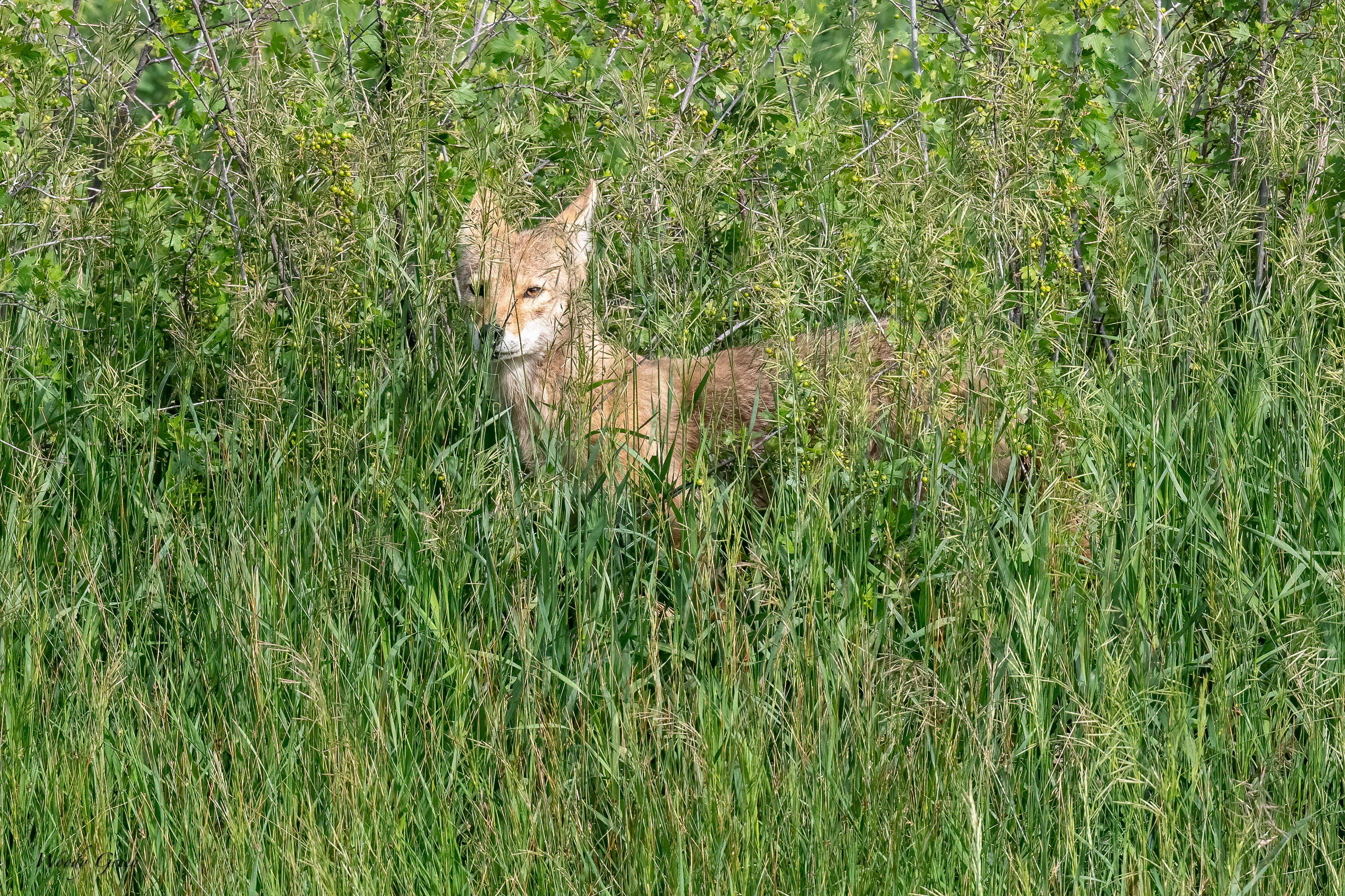CoyoteStealth-652.jpg