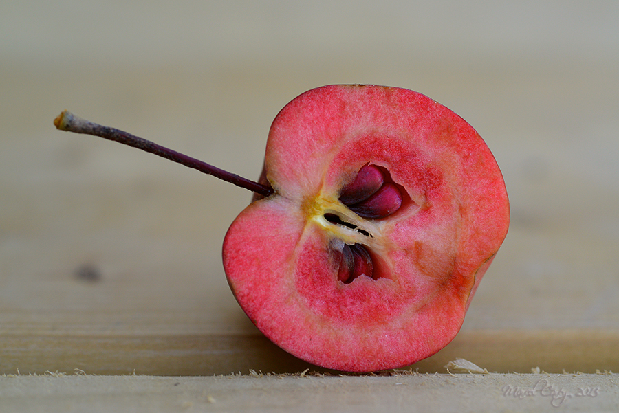 Crab apple 1.jpg