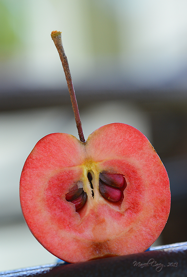 crab apple 2.jpg