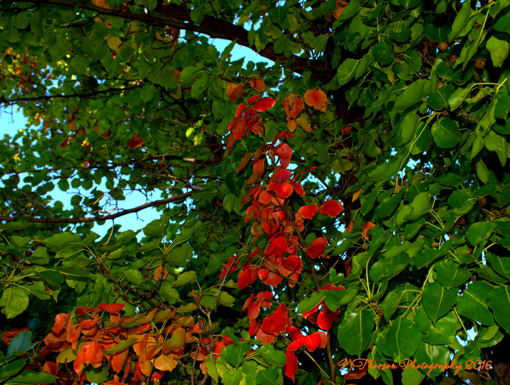 Crab Apple Tree 10-9-2016.jpg