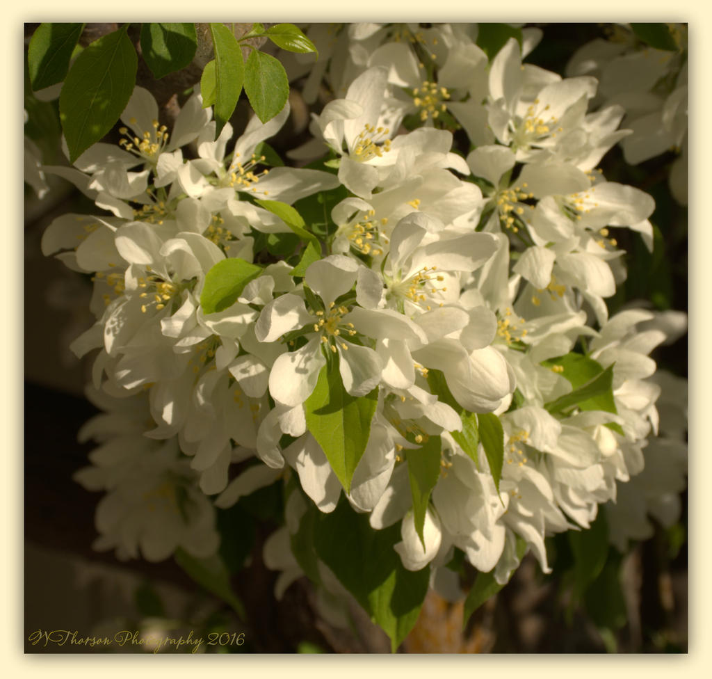 Crab Apple Tree Blossoms 4-12-2016.jpg