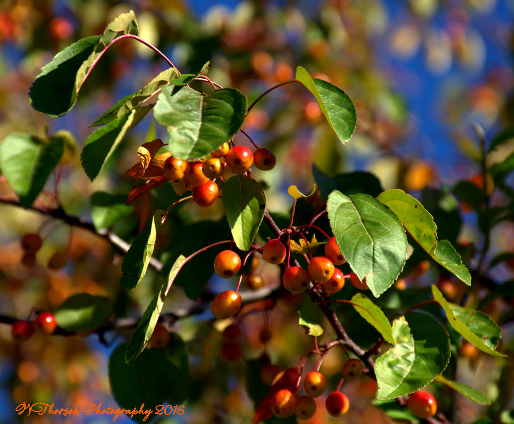 Crab Apples 10-9-2016.jpg