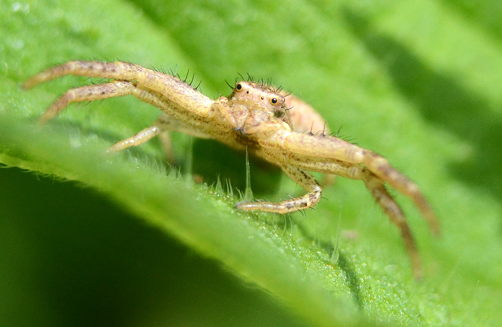 Crab Spider.jpg