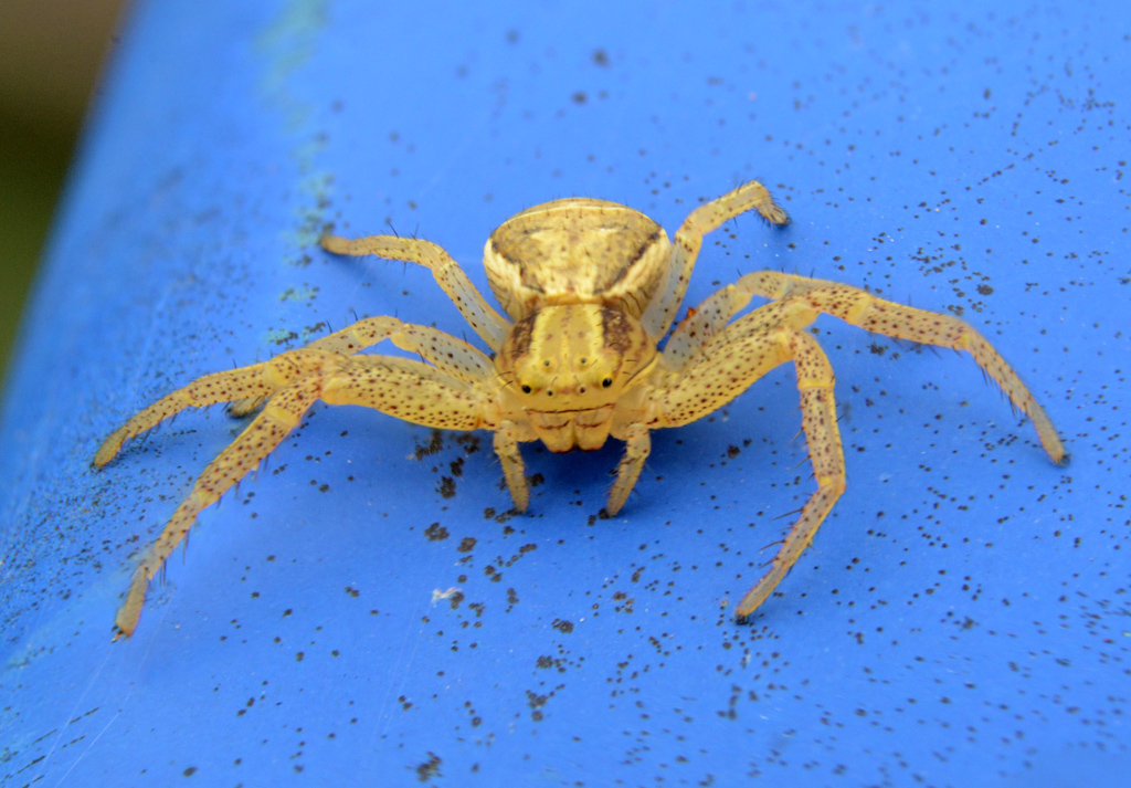 Crab Spider.jpg