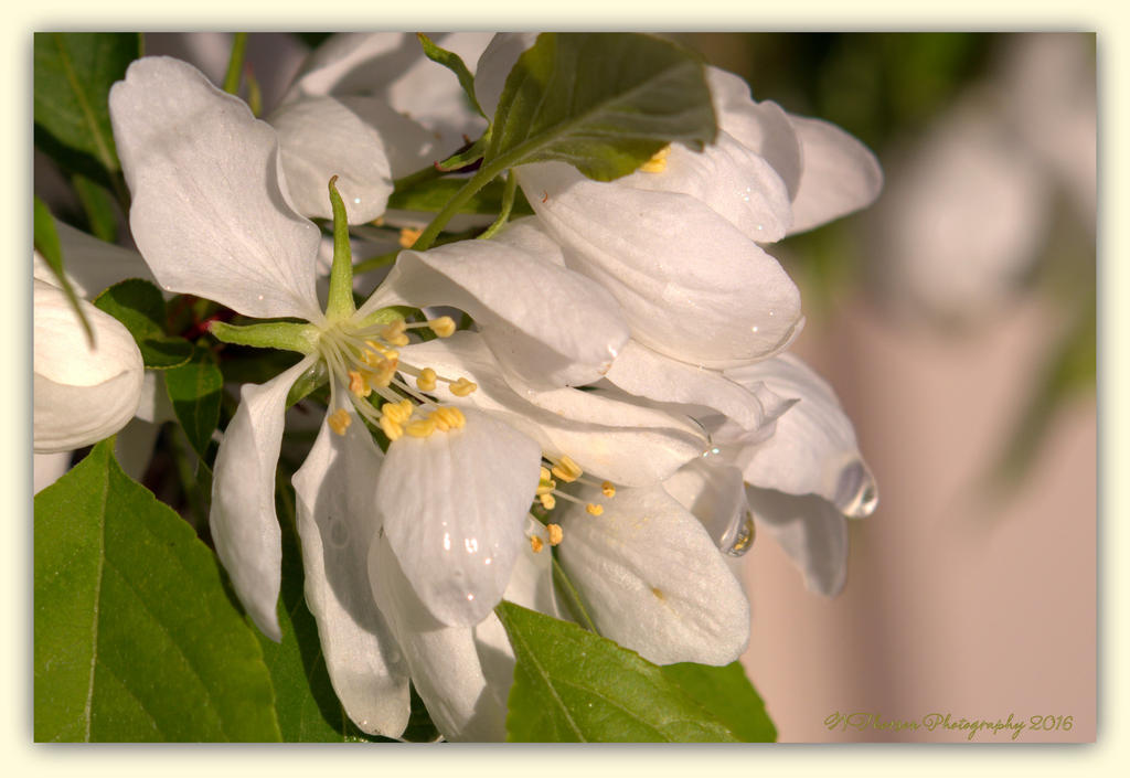 Crab Tree Blossoms with Drops 4-14-2016.jpg