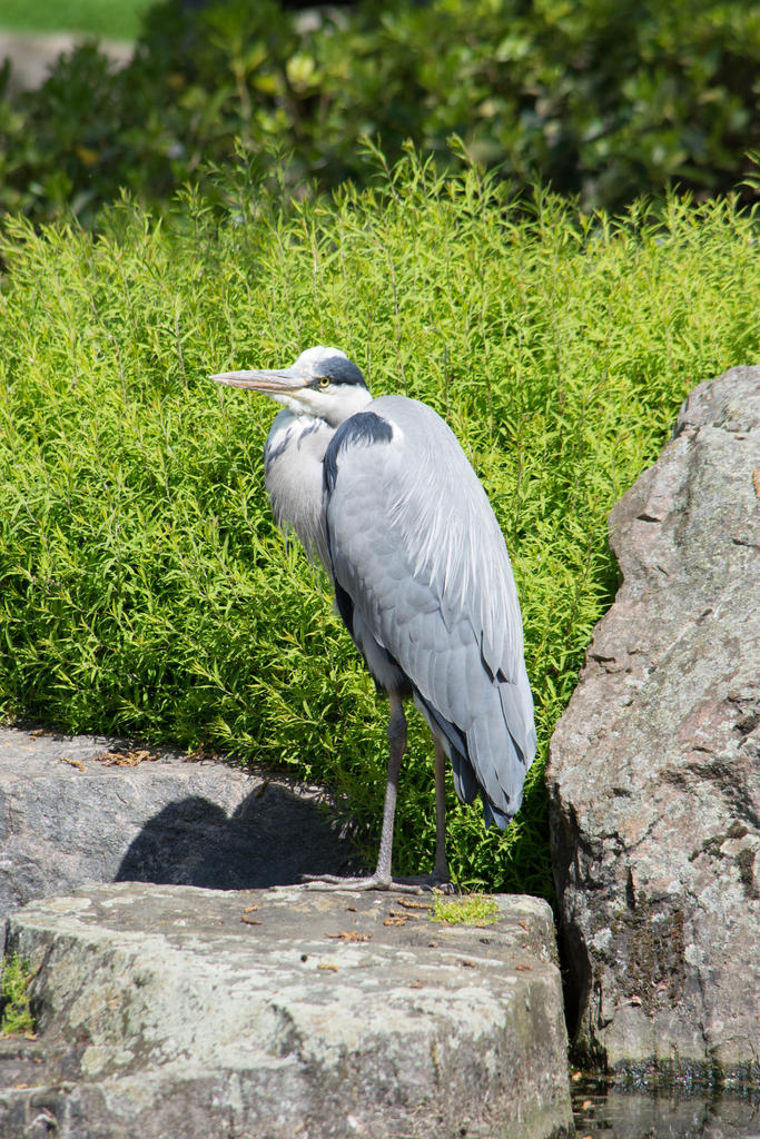 Crane.jpg