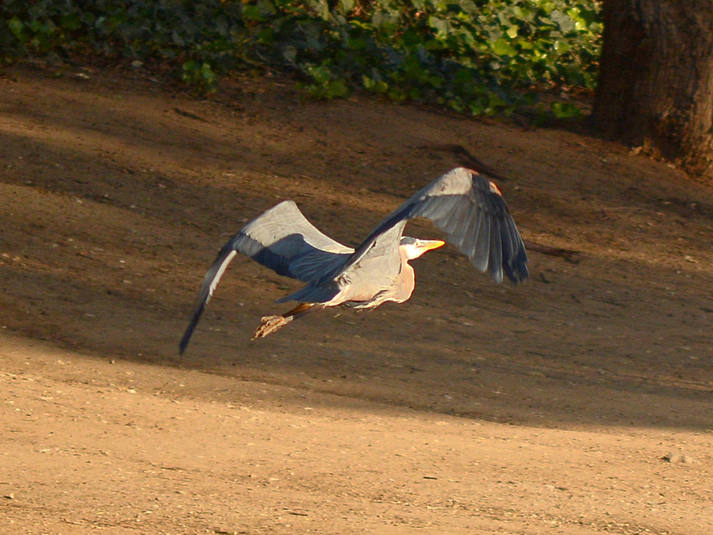 Crane4.jpg