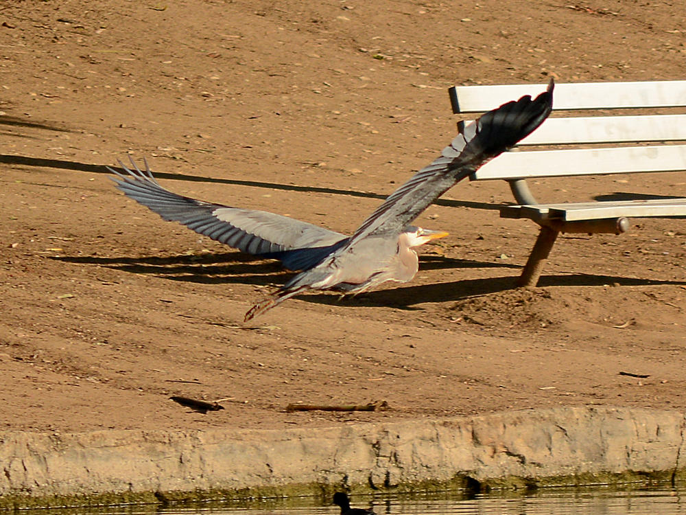 Crane5.jpg