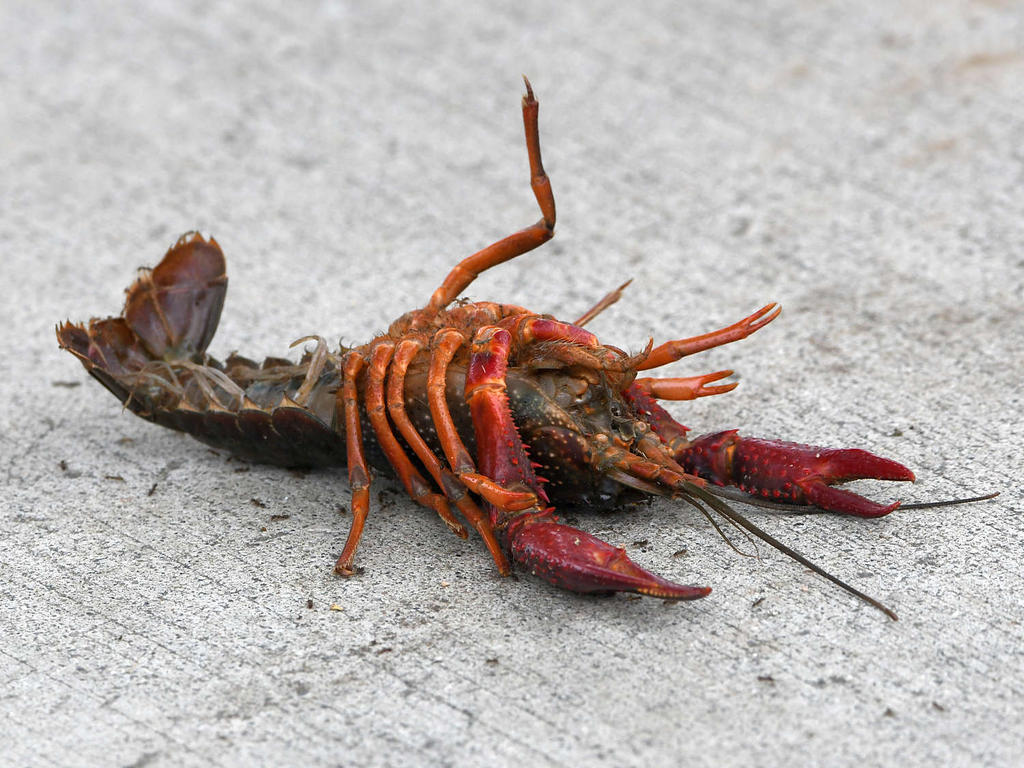 Crayfish.jpg