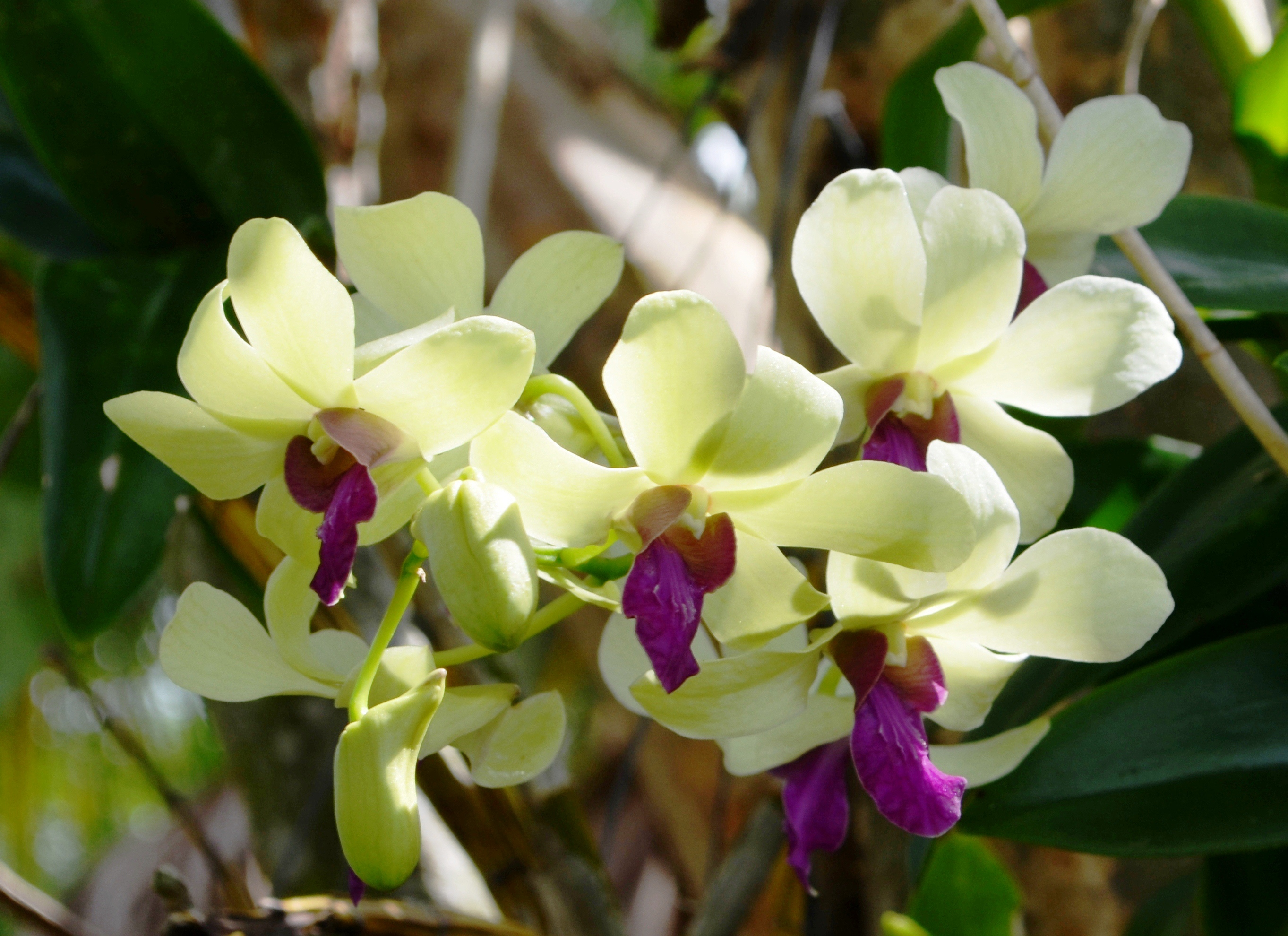 Cream and Violet Orchid.jpg