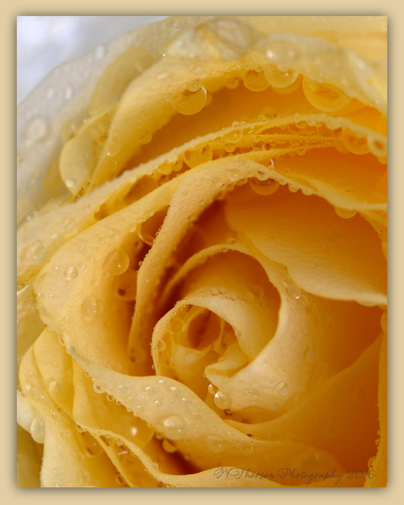 Cream Rose 4-11-2016.jpg