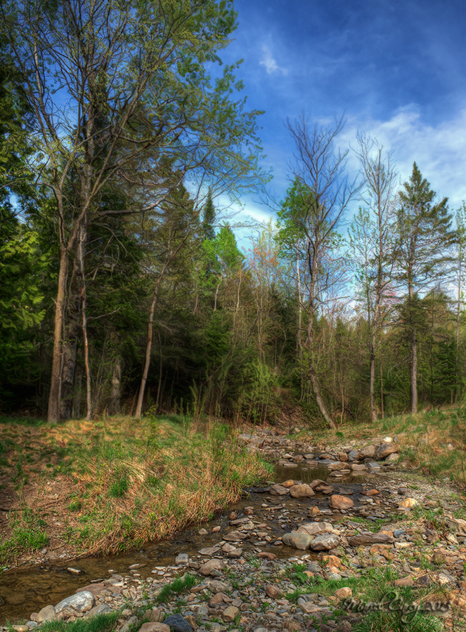 creek in the springfiltered.jpg