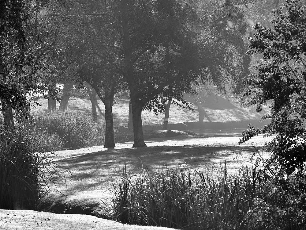 CreekBW.jpg
