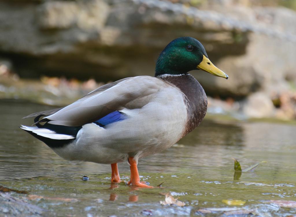 Creekside duck edit.jpg