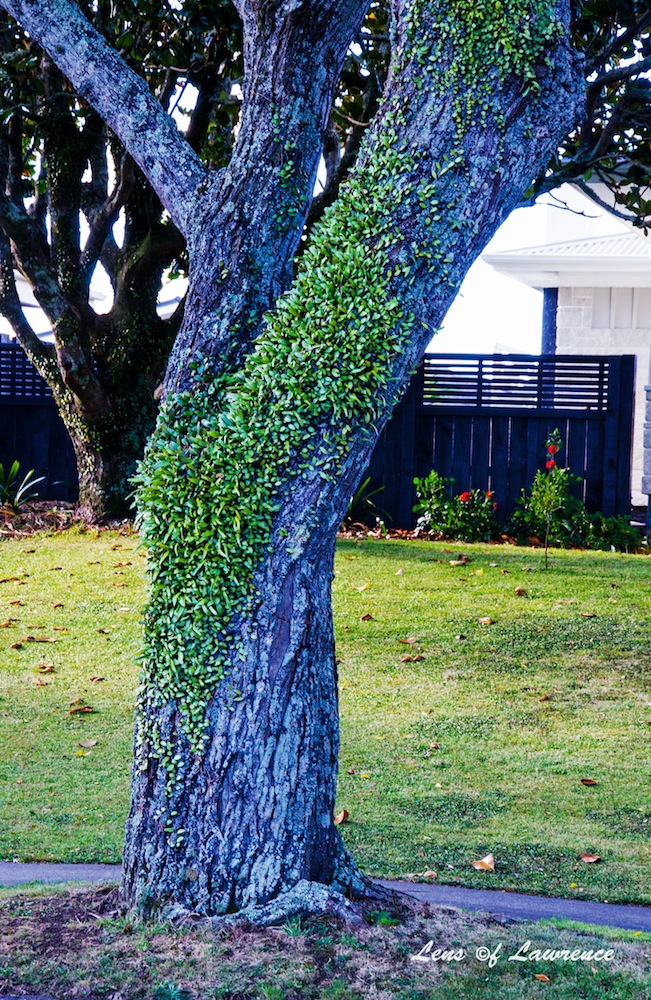 Creeper Covered Trunk LOL.jpg