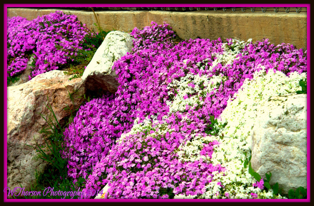 Creeping Phlox.jpg