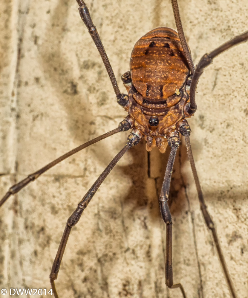 Creepy Crawly (1 of 1).jpg