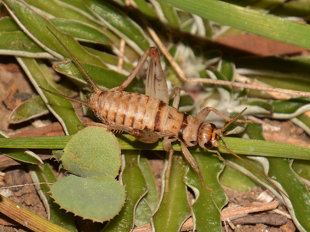 Cricket.jpg