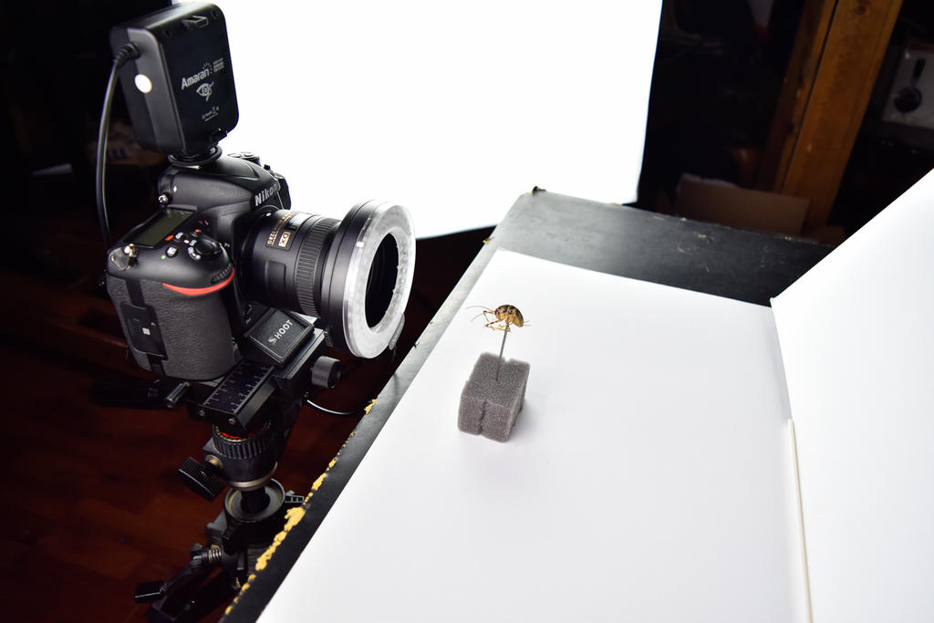 Cricket Setup SMALL-1.jpg
