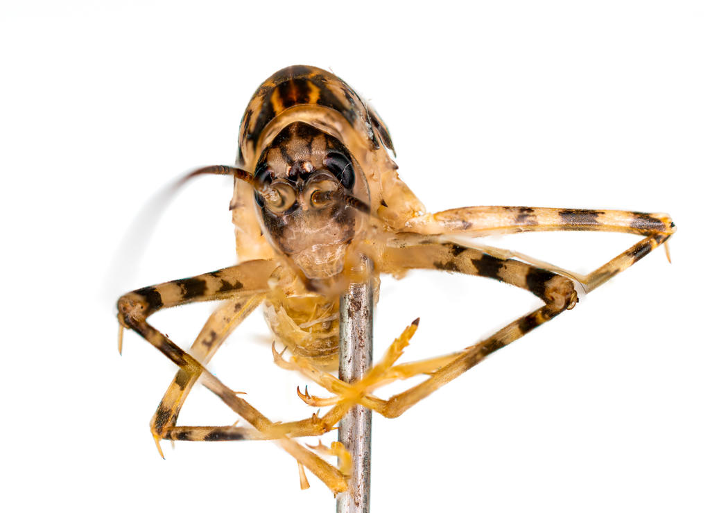 Cricket stacked-1.jpg