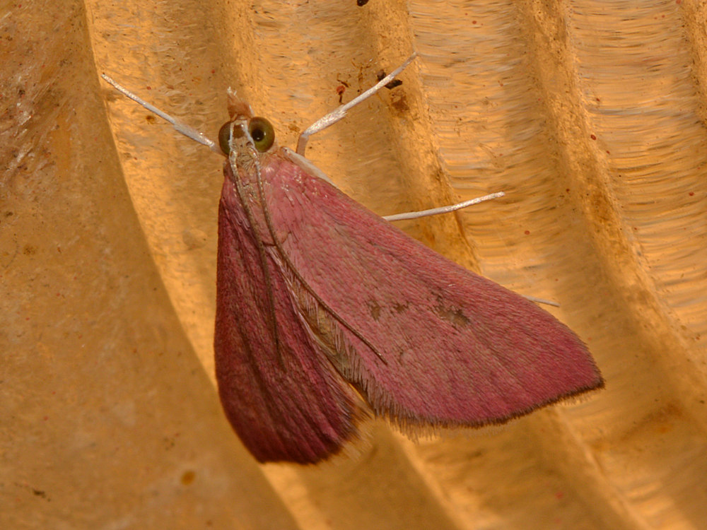 CrimsonMoth.jpg