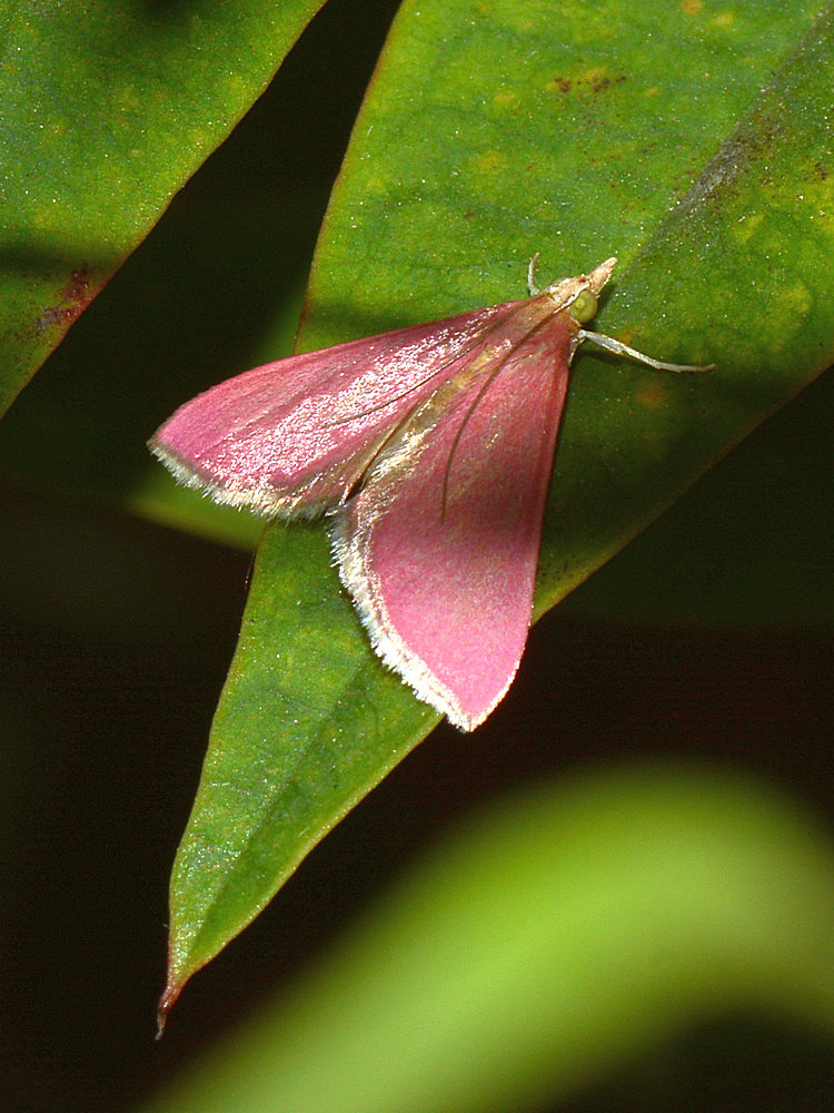 CrimsonrMoth.jpg