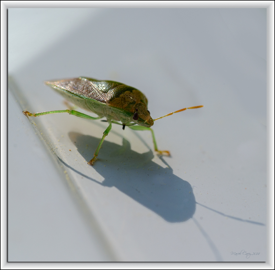 critter of the day.jpg