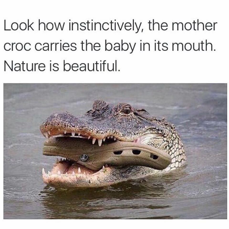 croc.jpg