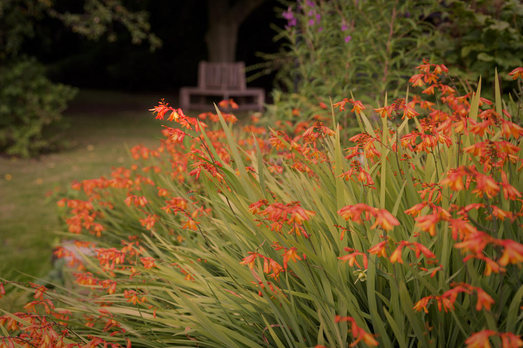 Crocosmia-2.jpg