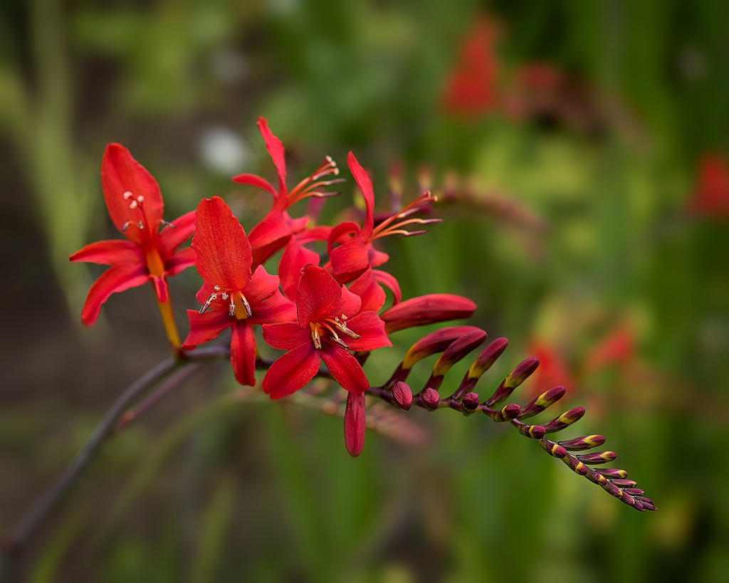 Crocosmia.jpg