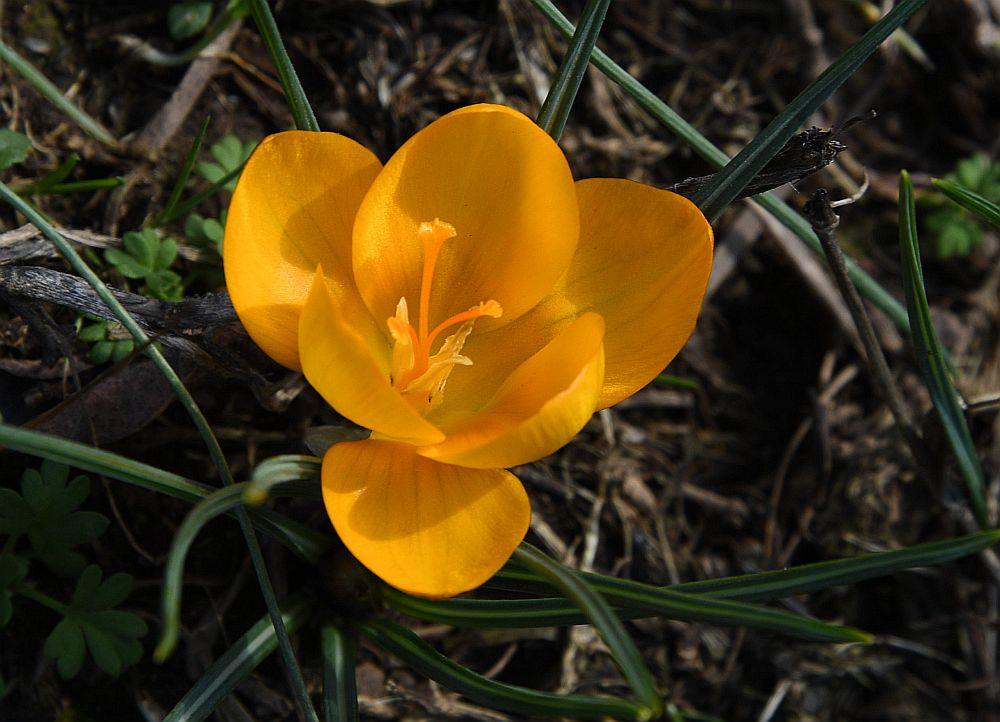 crocus 3 - 1000.jpg