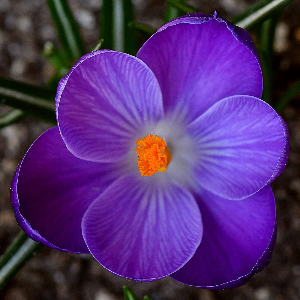 Crocus2.jpg
