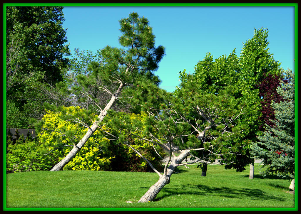Crooked Growing Trees.jpg