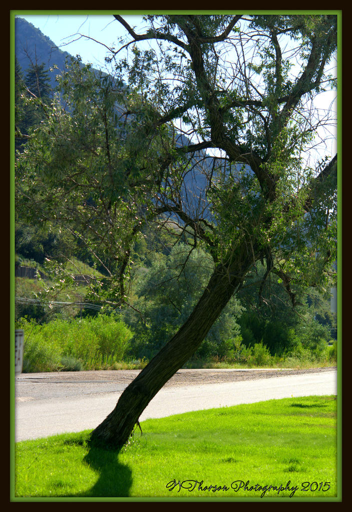 Crooked Tree.jpg