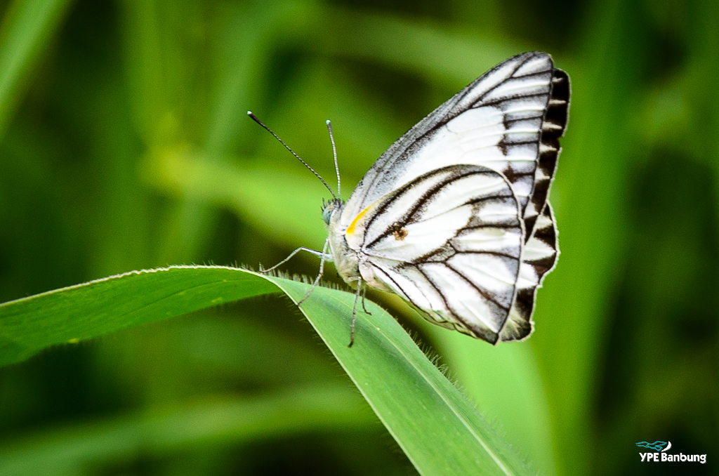 croped-1.jpg