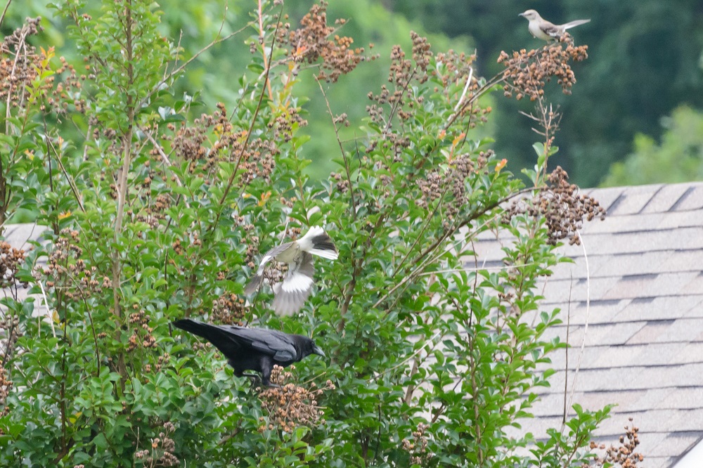 Crow-1498-2.jpg