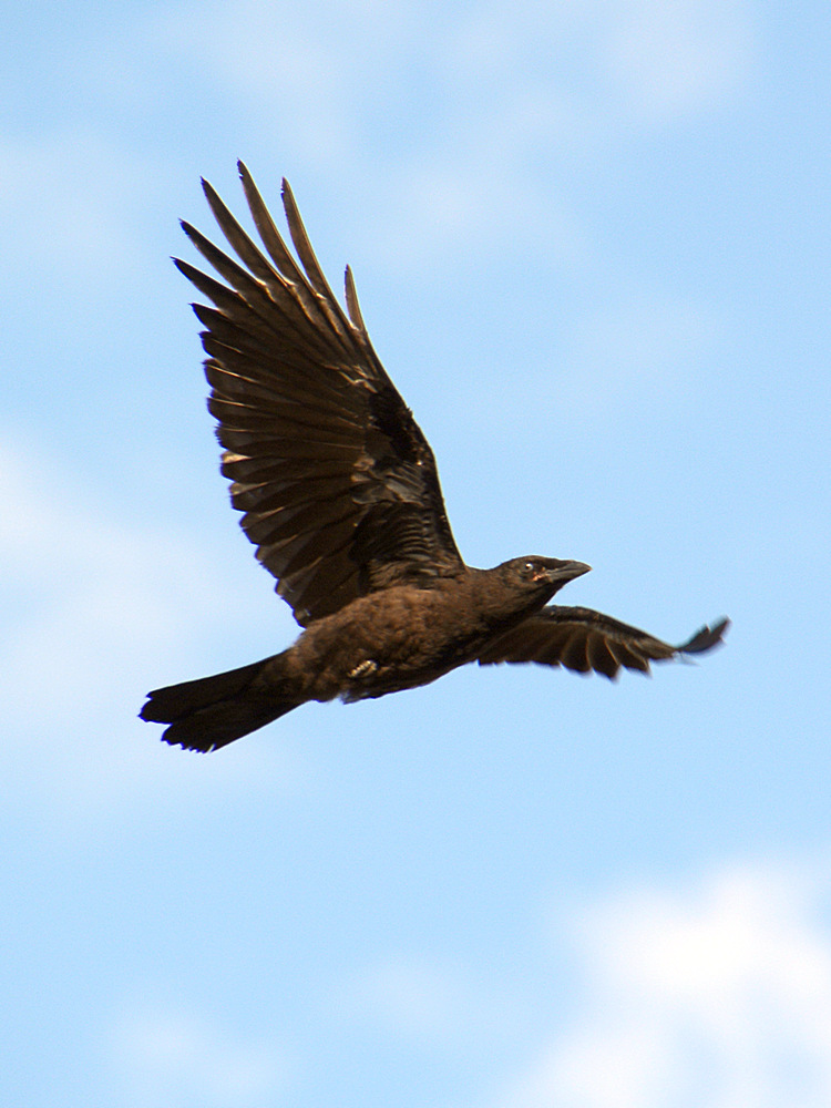 Crow.jpg