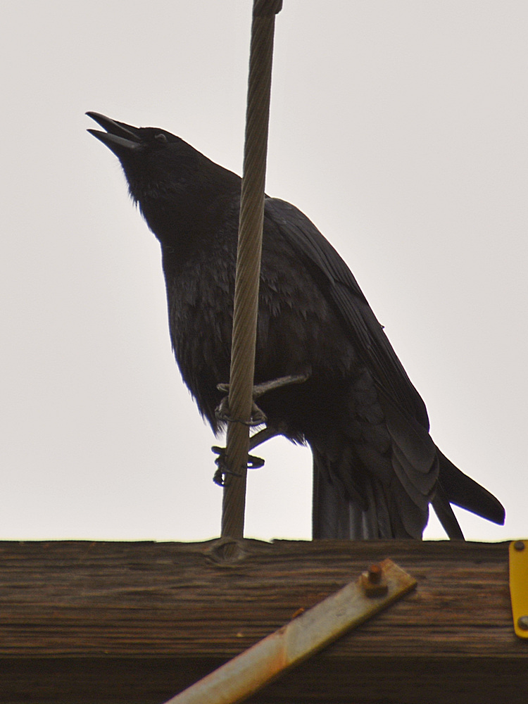 Crow.jpg