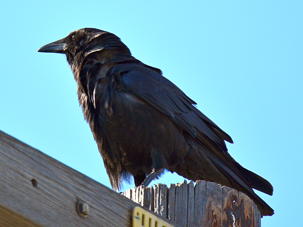 Crow.jpg