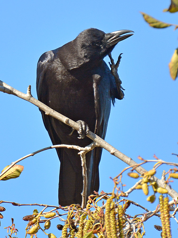 Crow.jpg