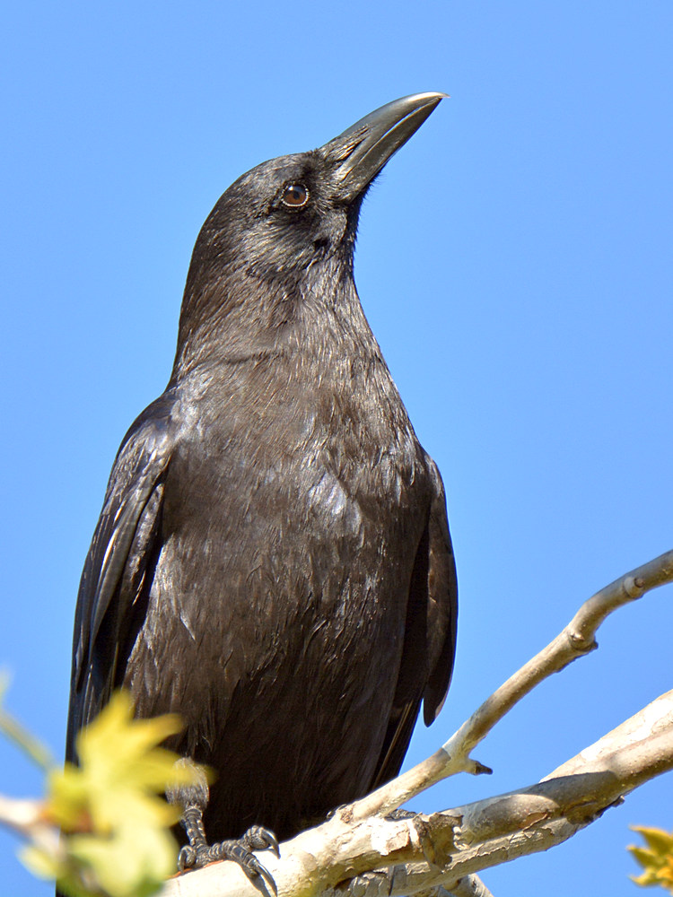 Crow.jpg