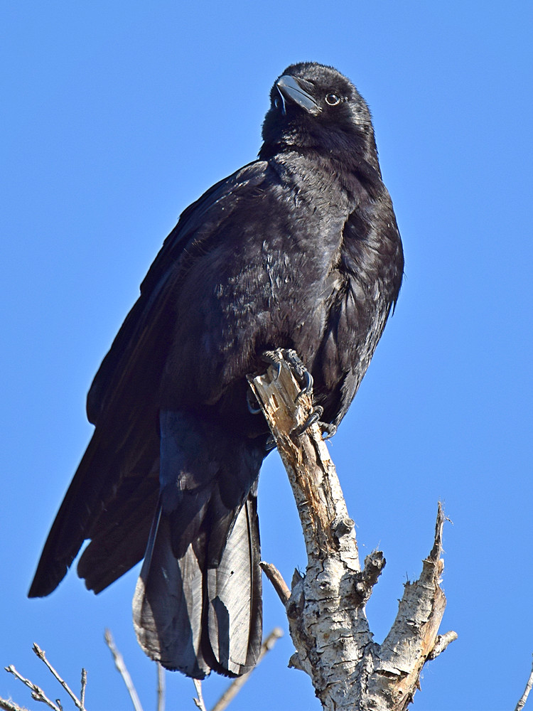 Crow.jpg
