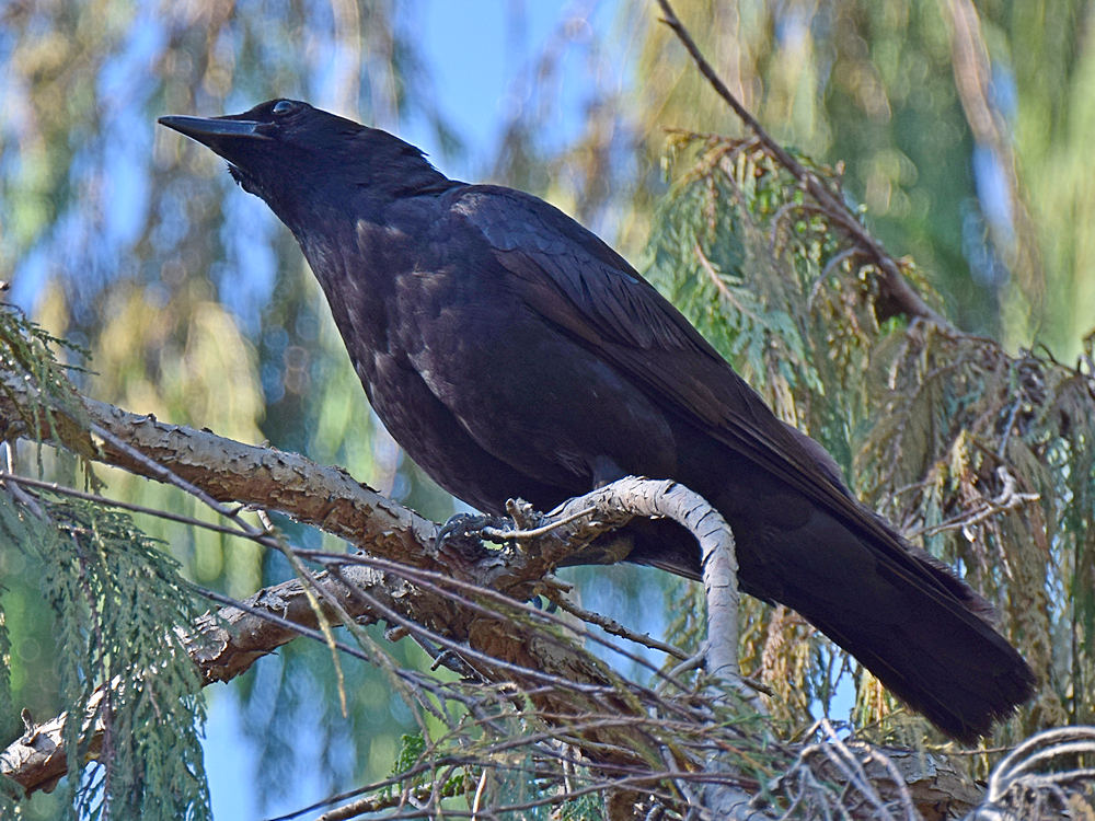 Crow.jpg